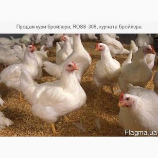 Продам підрощених курчат-бройлерів