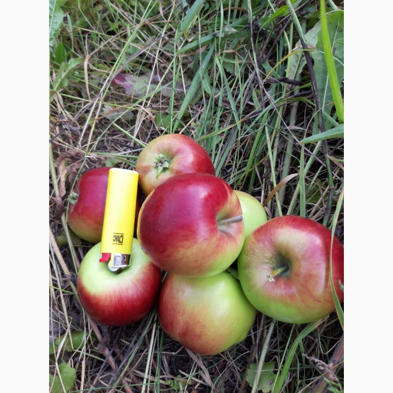 Фото 4. Продам яблоко оптом с сада сорт Коп