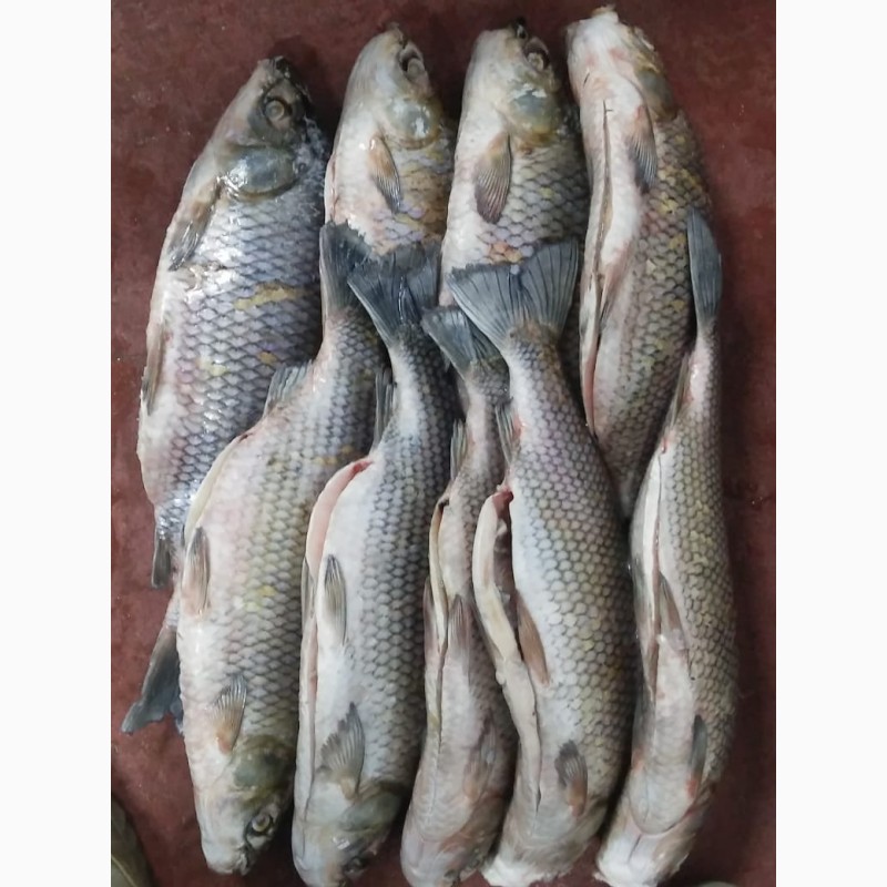 Рыба аргентина цена