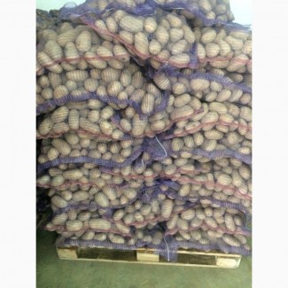 Продам товарный картофель Королева Анна, Гранада, Бела росп