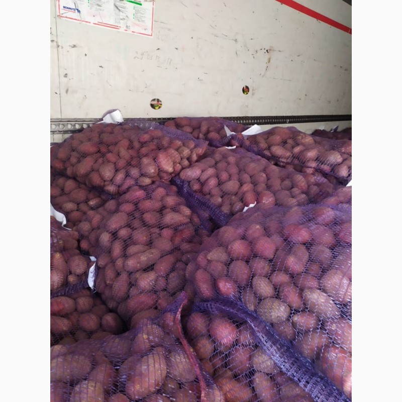 Фото 2. Продам товарный картофель Королева Анна, Гранада, Бела росп