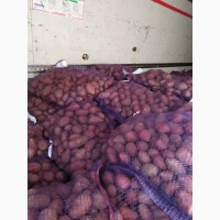 Продам товарный картофель Королева Анна, Гранада, Бела росп