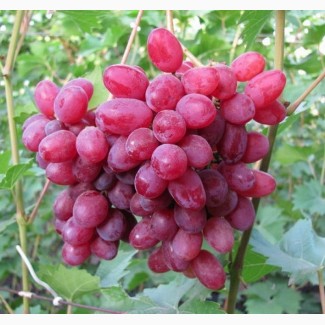 Саженцы винограда Гелиос