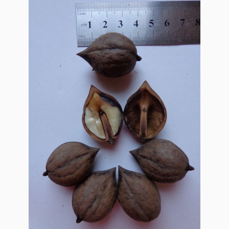 Фото 3. Семена Орех сердцевидный 1шт – 3грн