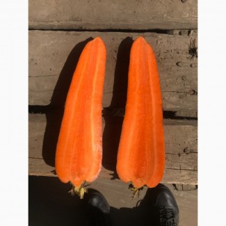 Продам морковь крупную