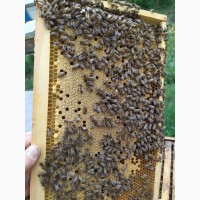 Бджлопакети Карпатської Рута
