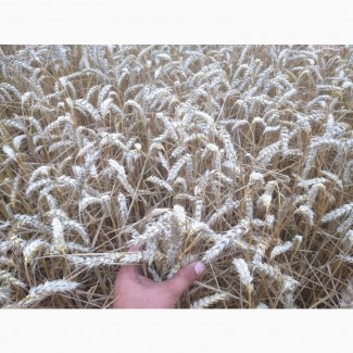 Продам пшеницу посевную РЖТ Реформ