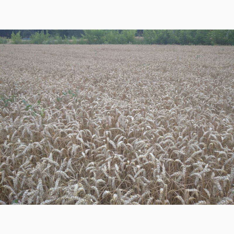 Фото 2. Продам пшеницу посевную РЖТ Реформ