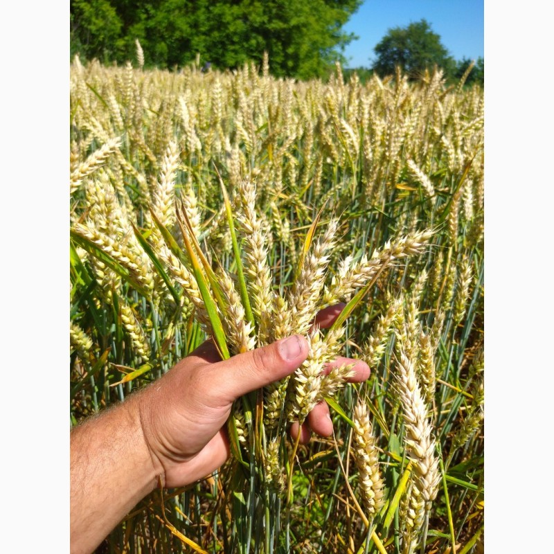 Фото 3. Продам пшеницу посевную РЖТ Реформ