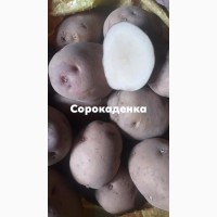 Сорокоденка