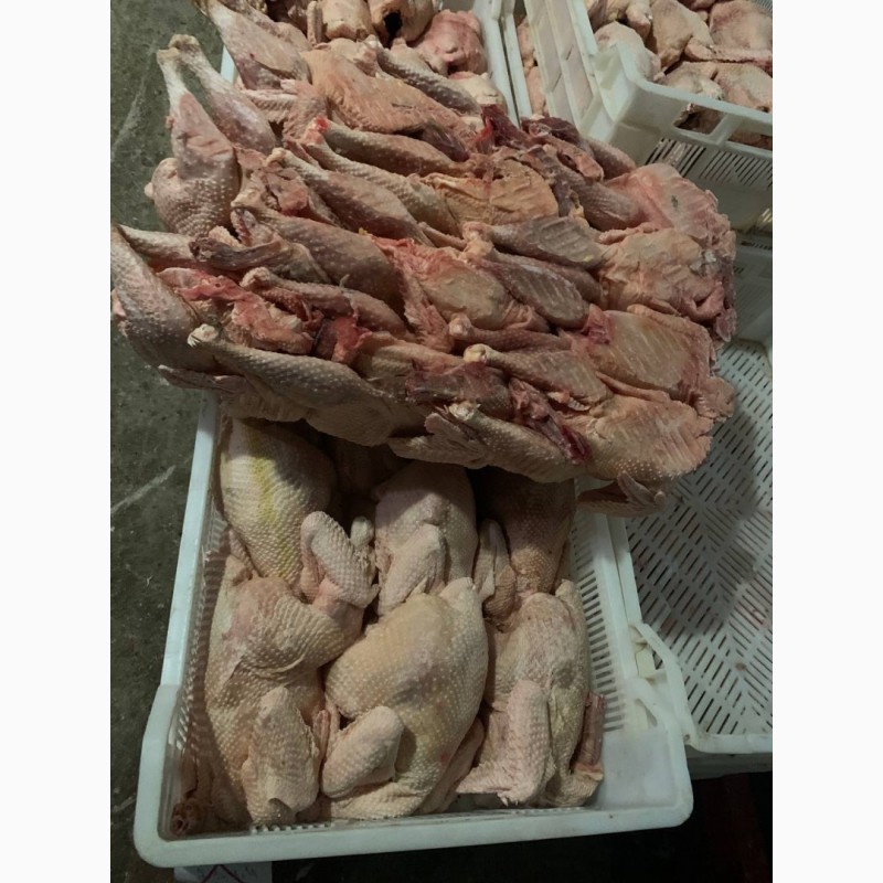 Фото 2. Тушки курицы несушки (суповая) замороженные не экспорт