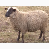 Барани, вівці