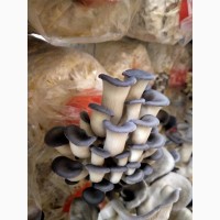 Свежие грибы Вешенки