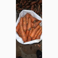 Продам морковку сорт Абака
