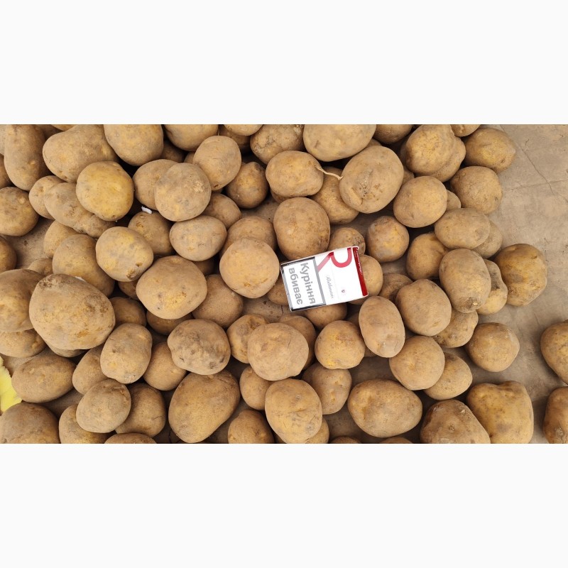 Фото 4. Продам товарну картоплю Коннект, гранада, Пикассо, лабела