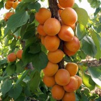 Колоновидные-штамбовые деревья слива, персик, нектарин, груша, яблоня, черешня, абрикос