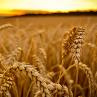 Купуємо пшеницю, ячмінь, жито
