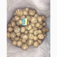 Кормові буряки та дрібна картопля