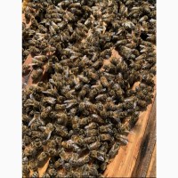 Бджолопакети доставка по Украине