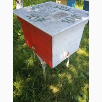 Продам плідні бджоломатки Карпатка