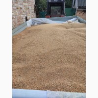 Продам пшеницю врожай 2023