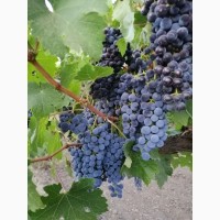 Продам технический виноград сорт Каберне