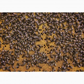 Продам бджолопакети 100-150 шт