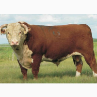 Продам бики вага 400-500 кг 100 голов