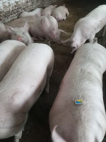 Свині жива вага. Від 150 до 190кг