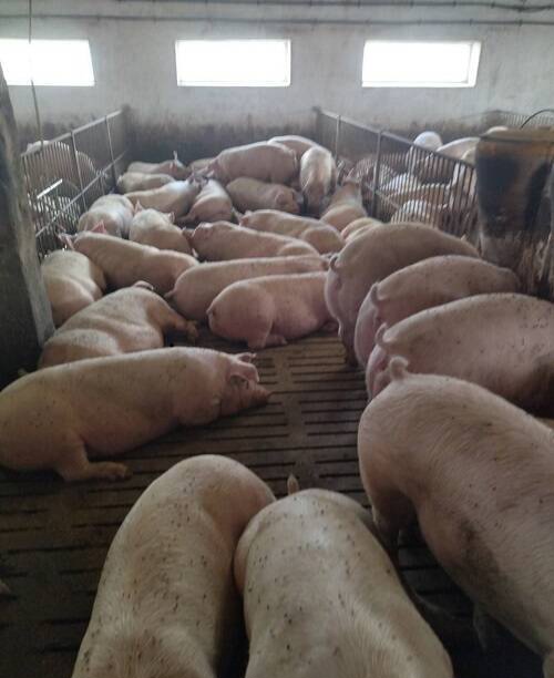 Фото 2. Свині жива вага. Від 150 до 190кг