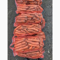 Продам моркву, є біля 7 тон, можлива доставка