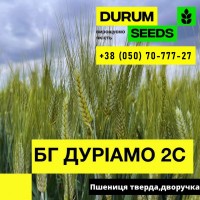 Насіння пшениці - БГ Уніголд / Durum Seeds 2024 - Оригінатор Biogranum (Сербія)