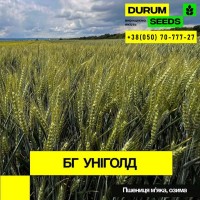 Насіння пшениці - БГ Уніголд / Durum Seeds 2024 - Оригінатор Biogranum (Сербія)