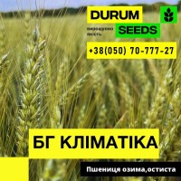 Насіння пшениці - БГ Уніголд / Durum Seeds 2024 - Оригінатор Biogranum (Сербія)