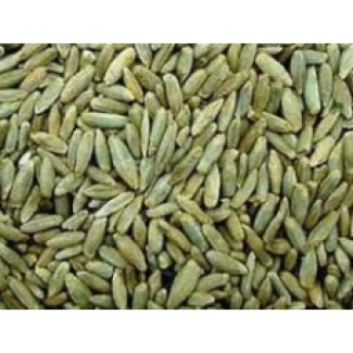 Продам жито насіннєве сорт Хамарка 2 реп