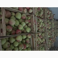Продам яблука Пірос, літнього сорту