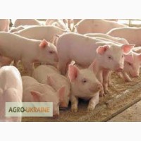 Концентрати для відгодівлі свиней від Українсько-німецького виробника