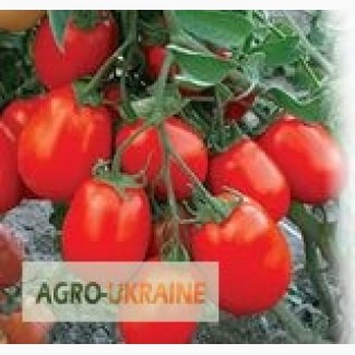 Продам весовые семена томатов (оптом с первых рук от производителя)