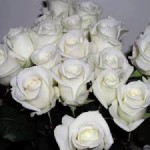 Цветы оптом : альстромерия, гербера, хризантема, розы