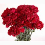 Цветы оптом : альстромерия, гербера, хризантема, розы