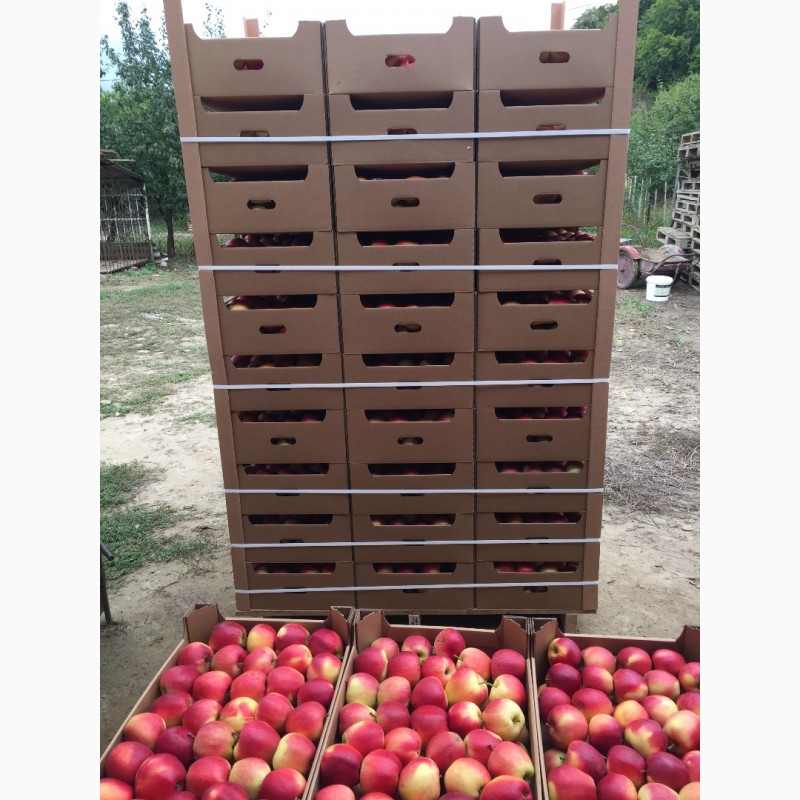Фото 2. Продам яблука в окрасі