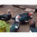 Мускусные утки (индоутки, шипуны) продам срочно молодняк на развод