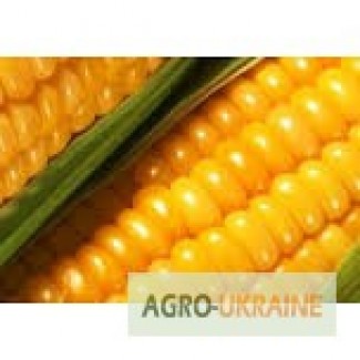 Зерно кукурудзи від Singenta опт