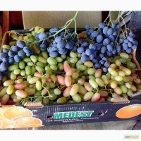 Продажа саженцев винограда (дёшево), Херсонская обл