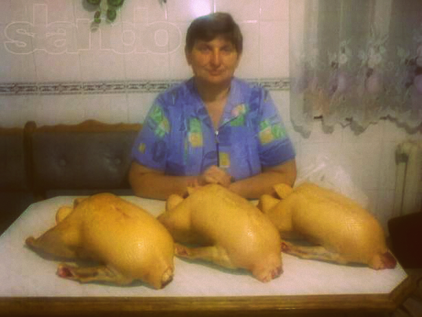 Фото 7. Продажа маточного поголовья гусей породы Мамут