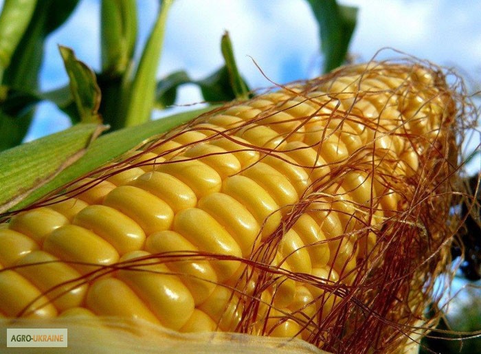 Фото 2. Продам семена трансгенный гибрид кукурузы Канадский трансгенный гибрид HYDRA FF 369