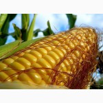 Продам семена трансгенный гибрид кукурузы Канадский трансгенный гибрид HYDRA FF 369