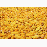 Продам семена трансгенный гибрид кукурузы Канадский трансгенный гибрид HYDRA FF 369