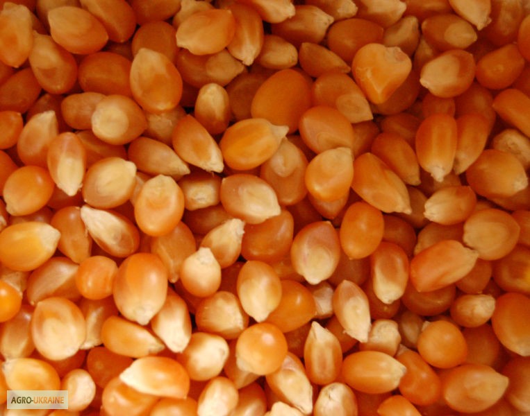 Фото 4. Продам семена трансгенный гибрид кукурузы Канадский трансгенный гибрид HYDRA FF 369