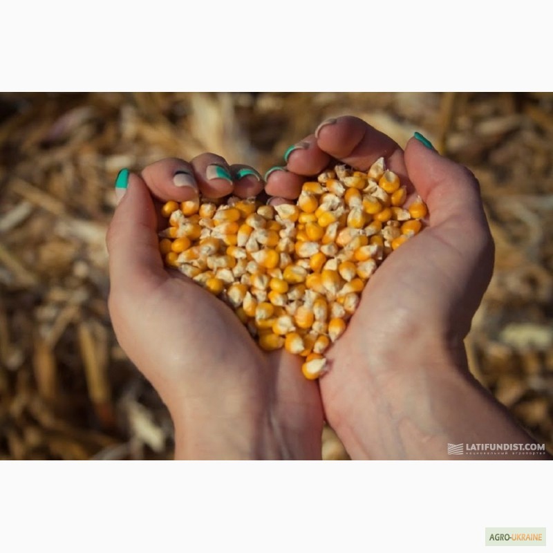 Фото 6. Продам семена трансгенный гибрид кукурузы Канадский трансгенный гибрид HYDRA FF 369